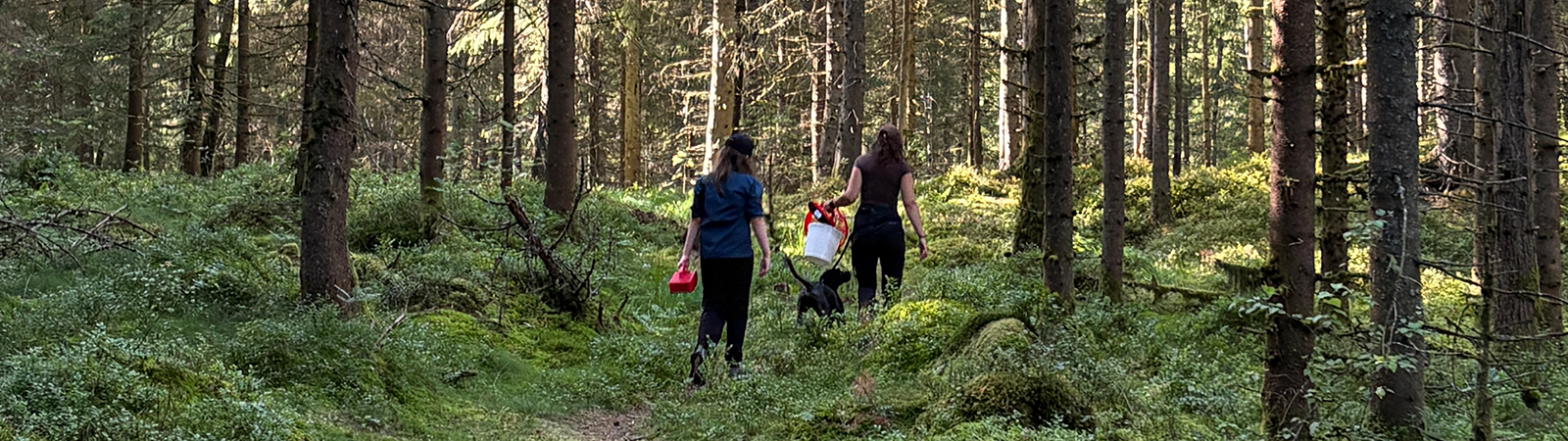 Two persons walking into blueberry forrest